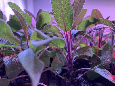 Can you cultivate on a Danish trolley?